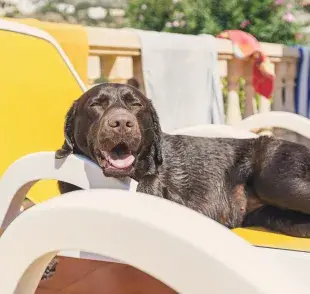 ¡El perro que tiene calor merece atención!