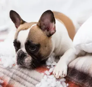 El perro sabe cuándo hizo algo equivocado, pero no de la forma que imaginamos