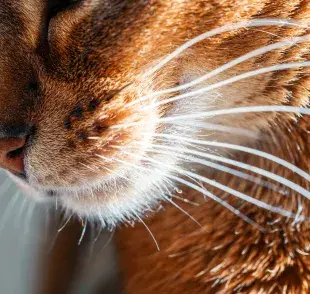 Las vibrisas son órganos sensoriales para los gatos