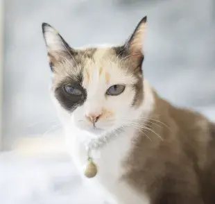 Aprende a cuidar gatos desvendando mitos y verdades