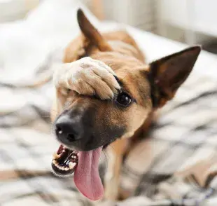 Rascar su cama es parte del ritual para dormir