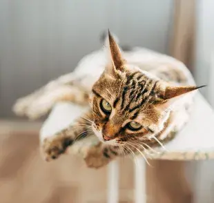 La esporotricosis es una enfermedad infecciosa grave que puede afectar a gatos, otras especies y humanos