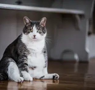 La obseidad en gatos puede llegar a deteriorar su salud a largo plazo