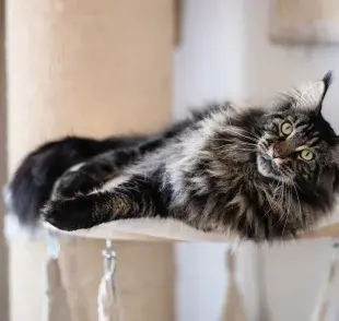 Los gatos peludos son súper tiernos y suaves, pero necesitan de cuidados especiales con el pelaje