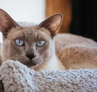 El pelaje del gato Tonks tiene un aspecto degradé