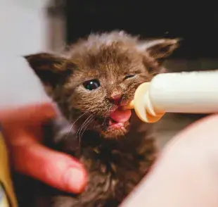 Después de alimentarse con la leche para gatitos bebés, debes estimular su zona ano-genital para ayudarlo a defecar.