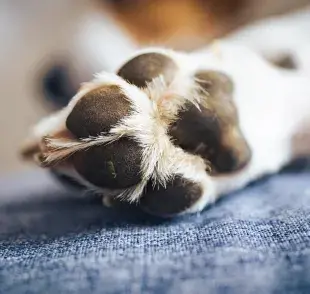 Las almohadillas de los perros son un tejido duro formado por piel gruesa