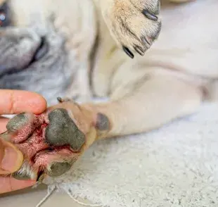 La pododermatitis en perros se caracteriza por el enrojecimiento entre los deditos del animal