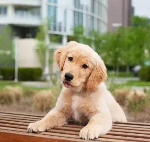 El cachorro de Golden Retriever es muy energético