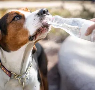 El perro siente calor y necesita cuidados especiales, pero algunas razas pueden sufrir más que otras