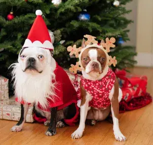 Además de la ropa de Navidad, puedes pensar en exquisiteces para agradar a tu perrito