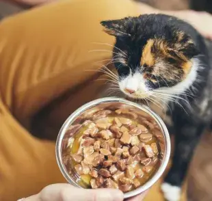 El sachet para gatos es el preferido de la especie