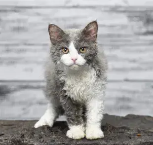 Selkirk Rex: el pelo rizado es la marca registrada de la raza