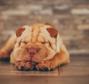 Los perros shar pei son resultado de la evolución de perros destinados a las peleas.