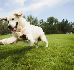 La temperatura normal del perro es más elevada, lo que puede causar cierta confusión