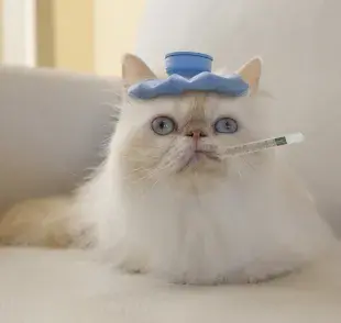 La temperatura normal del gato es, naturalmente, mayor que la de los humanos