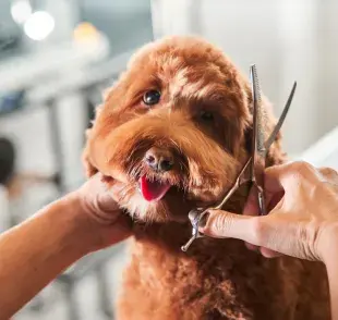Se recomienda cortarle el pelo al perro en verano para refrescarlo, siempre que se haga de forma correcta