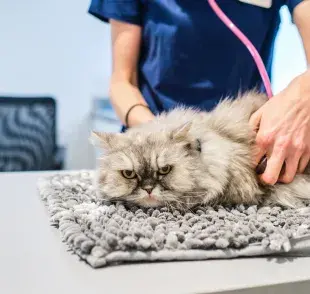 Consultar un veterinario especialista en gatos es una decisión importante para evitar el estrés en los felinos