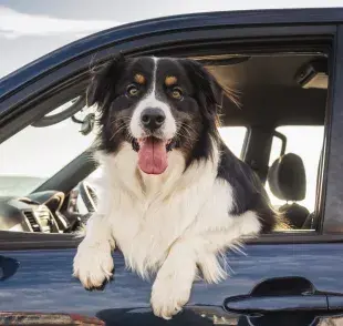 ¿Viajar con el perro o elegir un hotel para mascotas? Descubre cuál es la mejor opción para tu perro