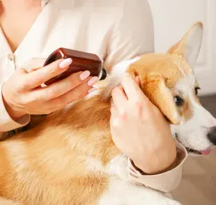 La caspa en perros es provocada por el exceso de grasa