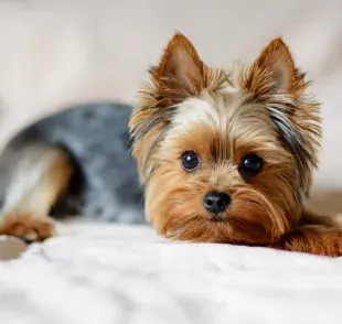 El cachorro de Yorkshire Terrier puede comprarse en caniles de confianza