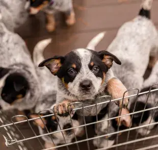 se considera que la mejor forma de calcular la edad de un perro es tener en cuenta primero su tamaño y raza. 