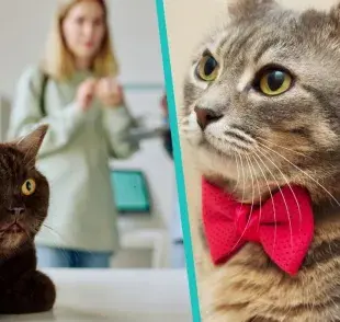 Así puedes saber si tu gato es hembra o macho