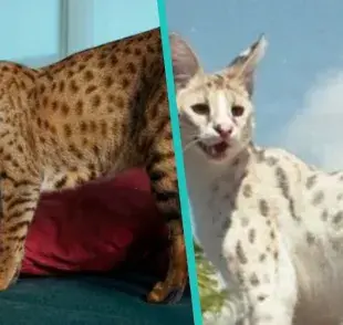 El precio de los gatos ashera es de al menos 125,000 dólares americanos
