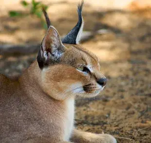Gato caracal: el gato que siempre es confundico con un lince