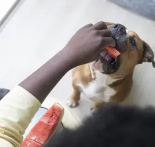 Los perros pueden comer frutas y ayudan a refrescarlos en el verano