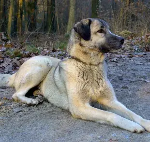 The Kangal | Créditos Chris vT/Flickr