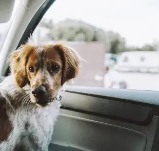 Ley de Tenencia Responsable de Mascotas y Animales de Compañía