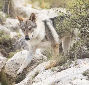 El Perro Lobo Checoslovaco es un perro de alta demanda y convivir con otros perros podría llegar a ser complejo