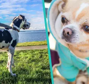 Es cierto, los perros pequeños viven más que los de raza grande.