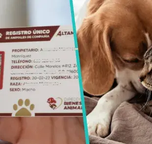 Registro Único de Animales de Compañía