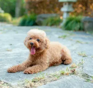 El cachorro de Poodle es una de las razas más queridas y juguetonas 