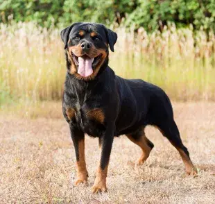 Estos perros aman los apapachos y se les nota. 
