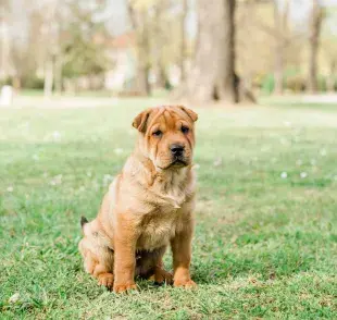 Los perros independientes no suelen sufrir ansiedad de separación