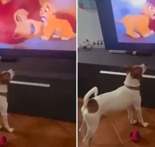 Perro llora al ver una de las escenas de película más tristes y conmueve la internet