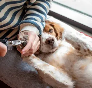 Consejos de tutores de cómo cortar las uñas de los perros en casa