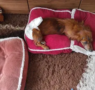 Estas razas son más propensas a desarrollar incontinencia urinaria: pastores alemanes, rottweilers, dóberman, pastores ingleses, dálmatas, collies y boxers. 