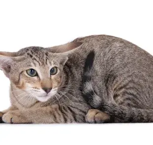 Veterinaria mostró las principales señales que presenta un gato que tiene miedo. ¡Ven a ver! Instagram: @larissaruncos
