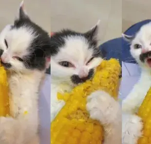 Mira el vídeo del cachorro y comprueba si el gato puede comer maíz