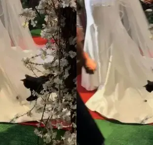 Gato que caza cigarra posada en el velo de la novia durante el casamiento (Créditos: Instagram/@7clicksfotografia)