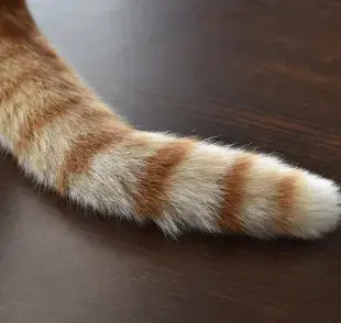 Recuerda que los gatos tienen un umbral del dolor bastante amplio