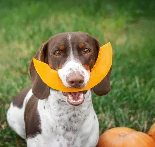 Las hortalizas para perro pueden ser ofrecidas como bocaditos y hacen súper bien