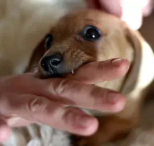La edad en la que les deben de salir los dientes a los perros es a partir de los 15 días de nacido