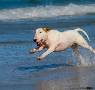 Los perros sienten calor, pero hay razas que sufren menos. ¡Mira cuáles son!