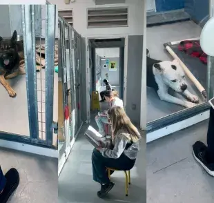 Niños leen a perros abandonados con diagnóstico de ansiedad (Créditos: Facebook/ The Animal Foundation)