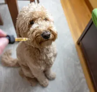 El antitóxico para perro debe usarse en el caso de que haya ingerido alguna sustancia tóxica